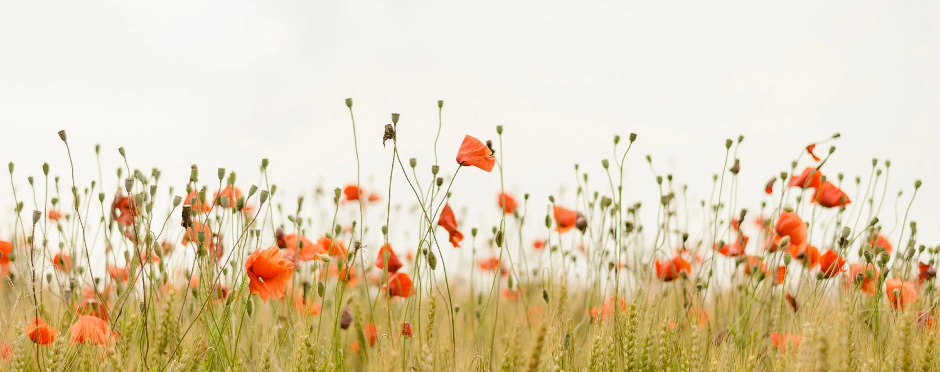 Champ de coquelicots autour du Clos des Demoiselles, domaine en pleine nature près de Sancerre